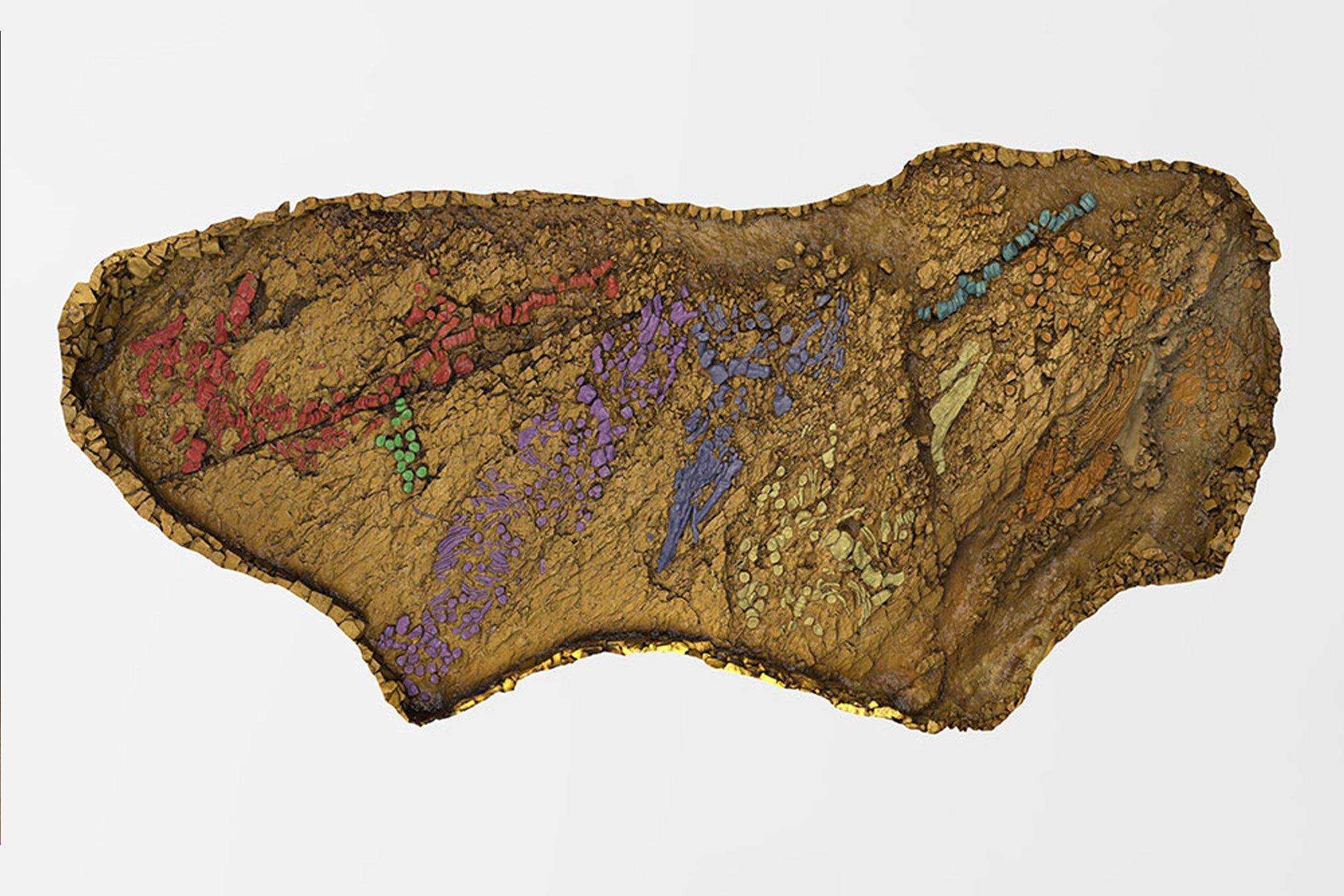 Ichthyosaurus Color Ichthyosaurs Migrations | College of Science